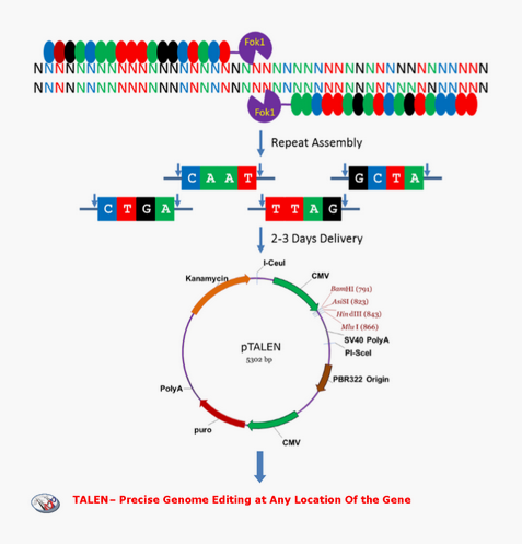 維真生物CRISPR/Cas9-TALE-設計策略