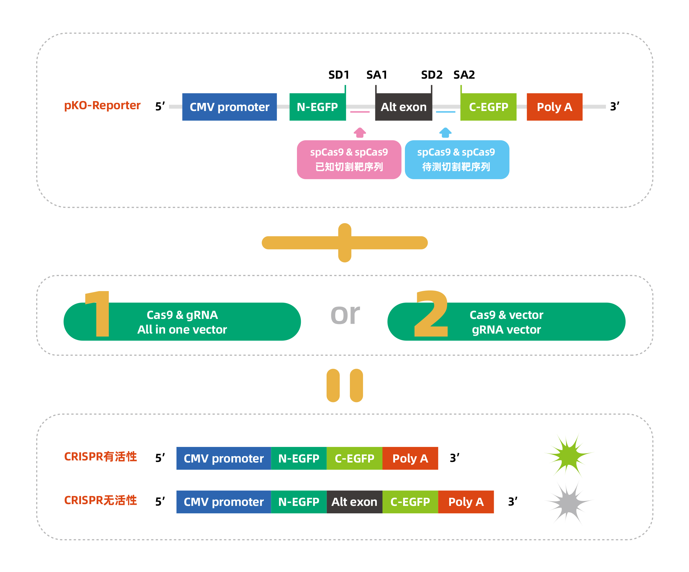 維真生物CRISPR/Cas9熒光法檢測敲除效果設計策略