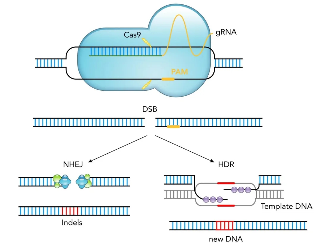 【維真生物】CRISPR/Cas9基因編輯系統