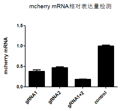 維真生物-mCherry mRNA表達量的檢測實驗結果