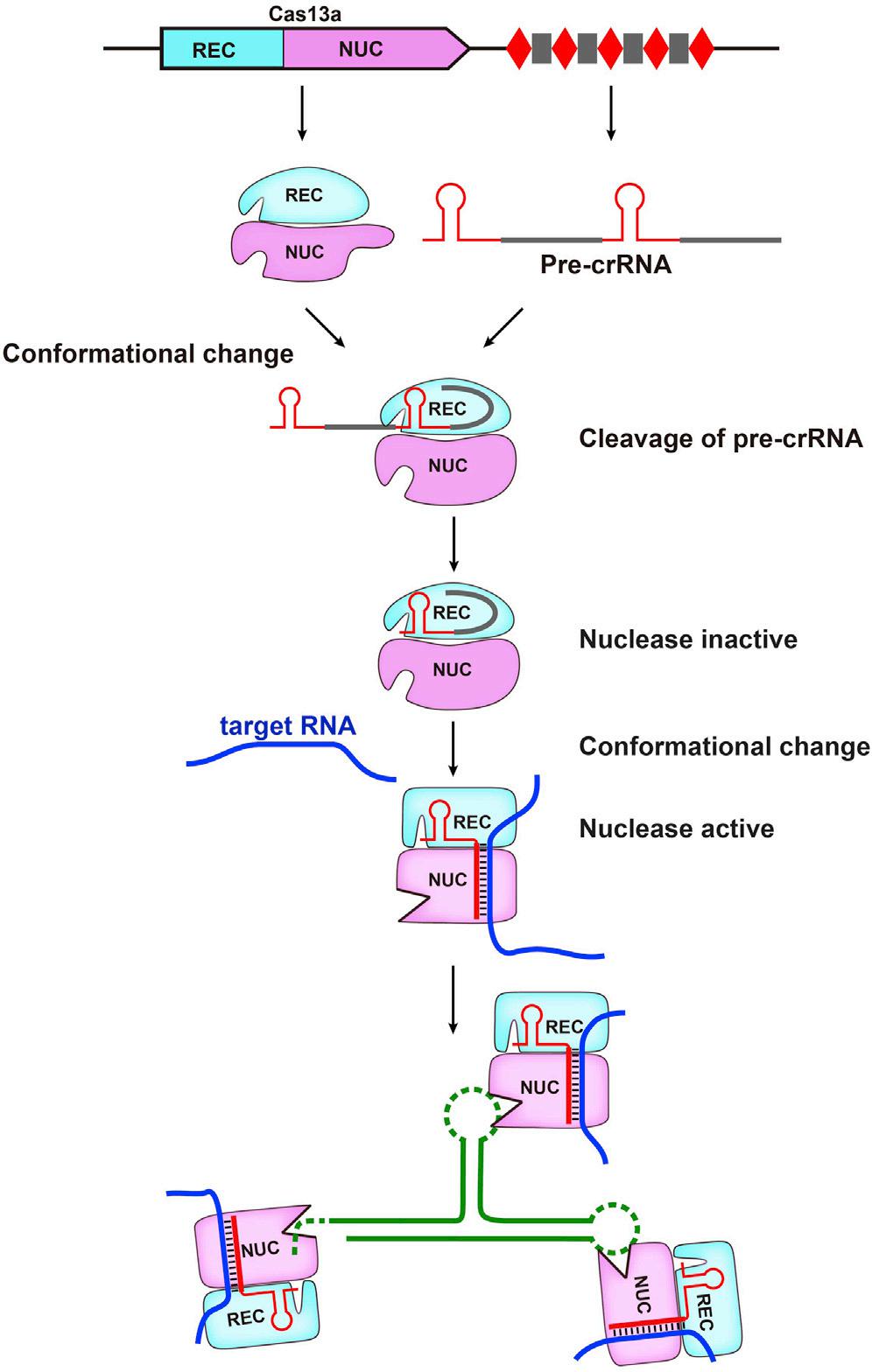 維真生物-CRISPR/Cas13系統作用機制示意圖 