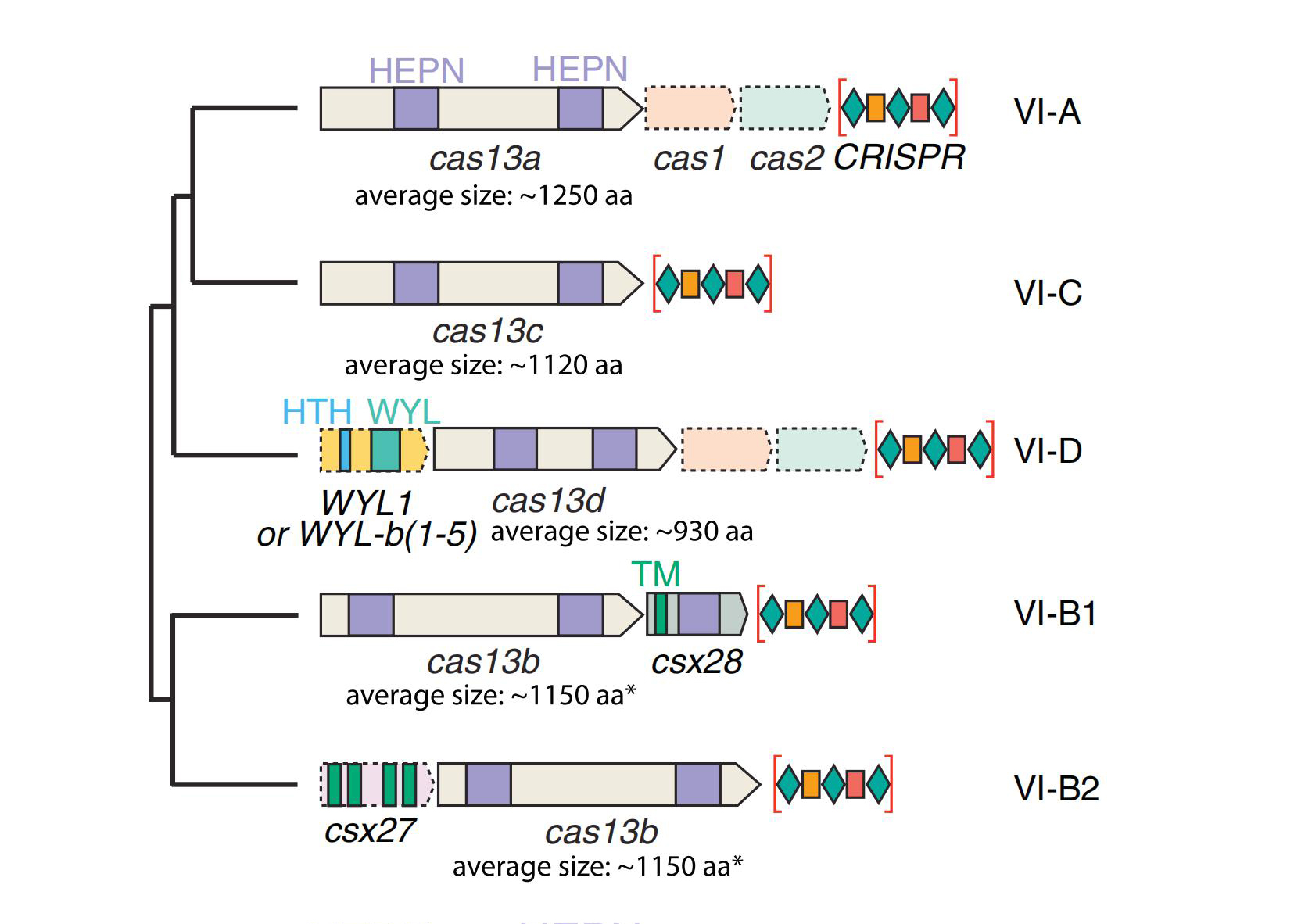 維真生物-CRISPR/Cas系統結構示意圖