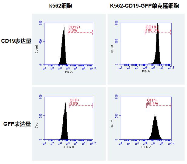 【維真生物】K562細胞與K562-CD19-GFP單克隆細胞中CD19與GFP表達量的鑒定