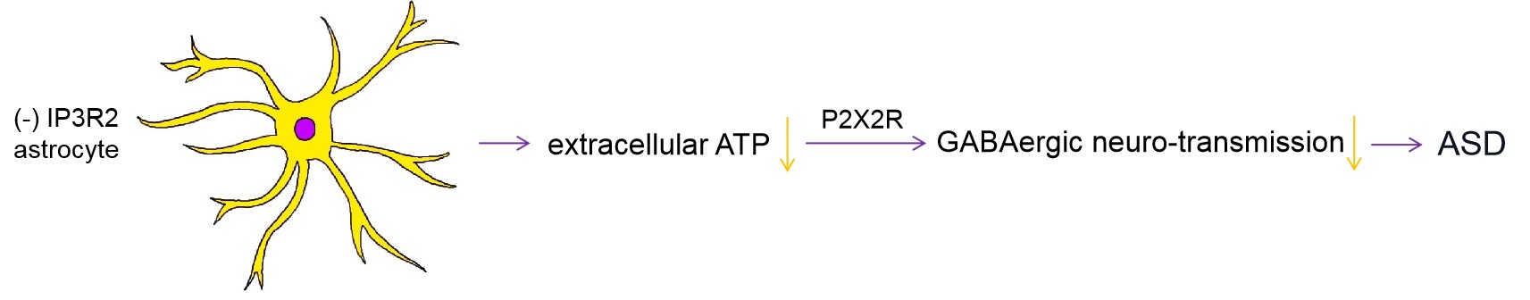維真生物-ATP調控ASD樣行為機制示意圖 